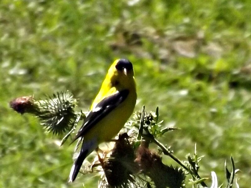 Yellow Bird on Thistle — Natural