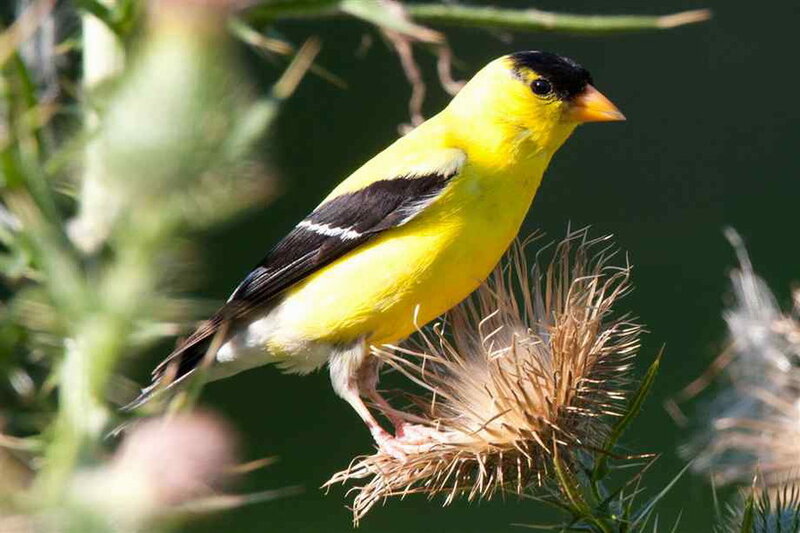 Yellow Bird on Thistle