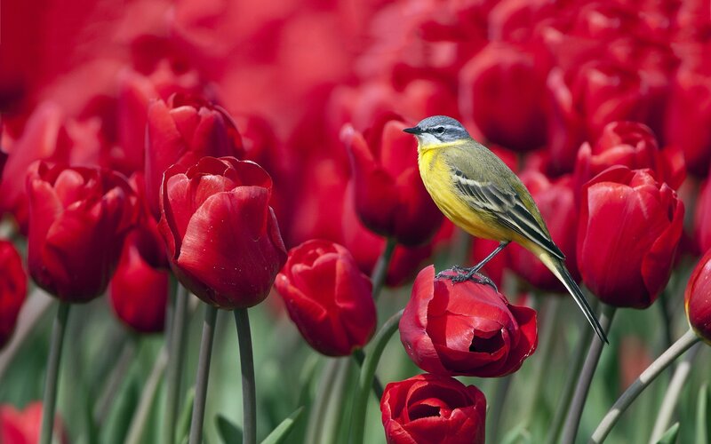 Yellow Bird on Tulip — Flower