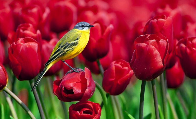 Yellow Bird on Tulip — Red, Serene, Spring, Photograph