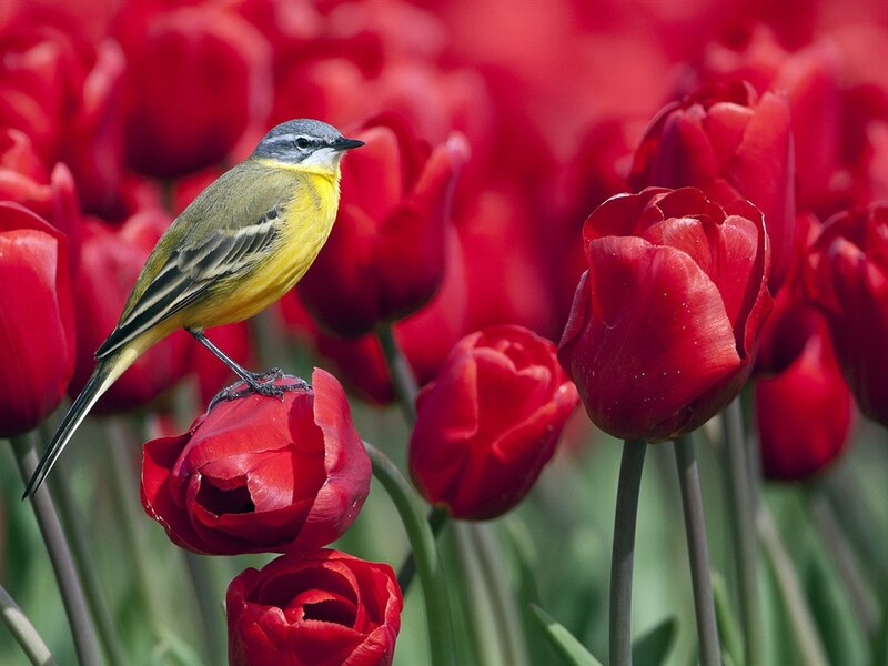 Yellow Bird on Tulip — Red, Serene, Spring, Photograph, Tulips, Flower