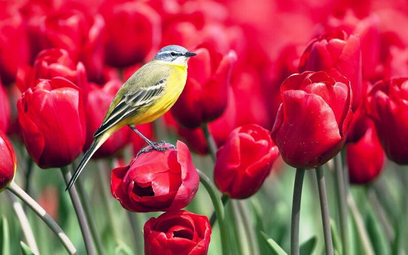 Yellow Bird on Tulip — Red, Serene