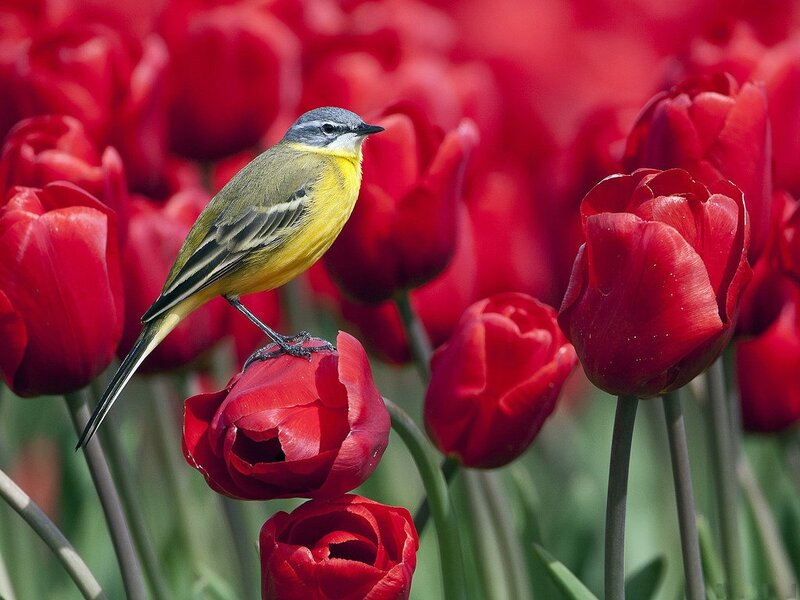 Yellow Bird on Tulip — Red