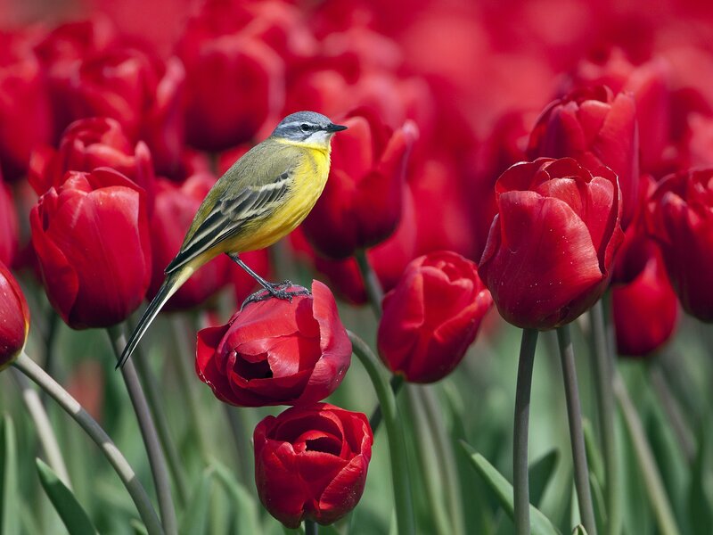 Yellow Bird on Tulip — Serene