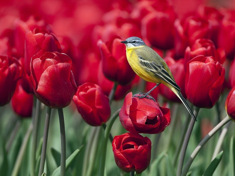 Yellow Bird on Tulip — Tulips