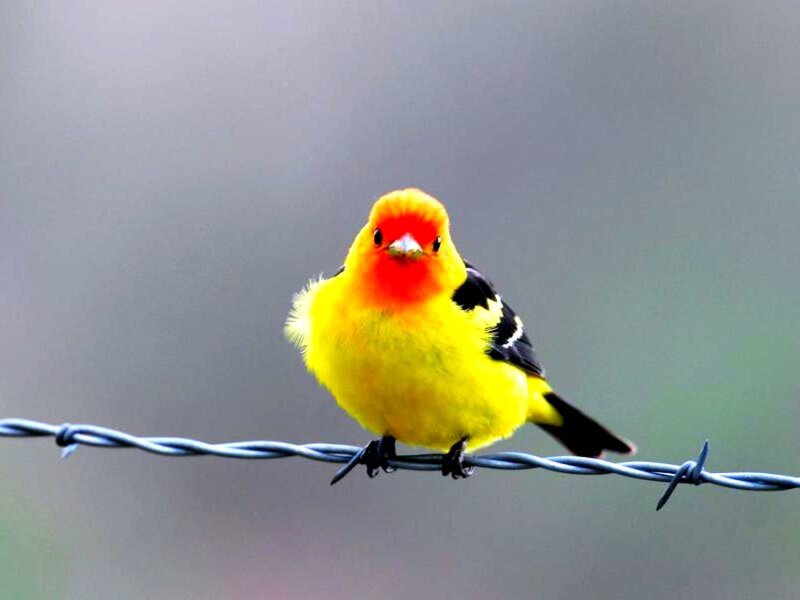 Yellow Bird on Wire — Calm, Photograph, Red