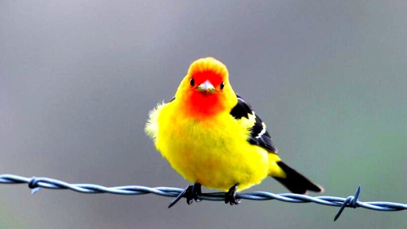 Yellow Bird on Wire — Calm
