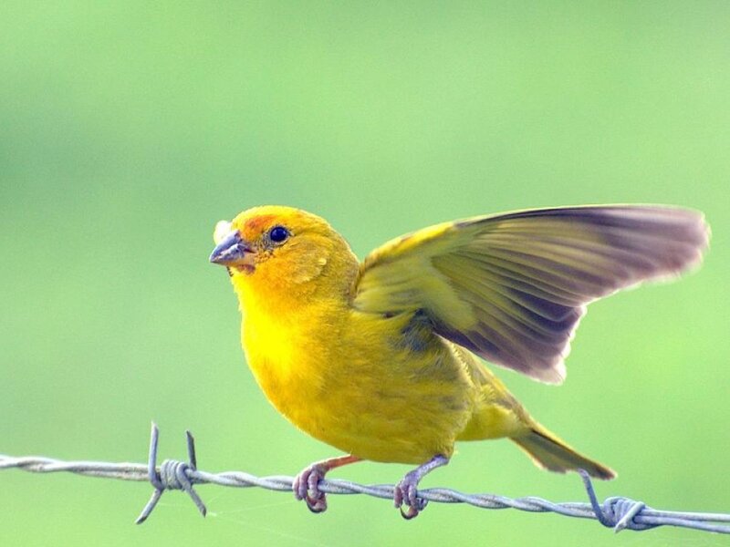 Yellow Bird on Wire