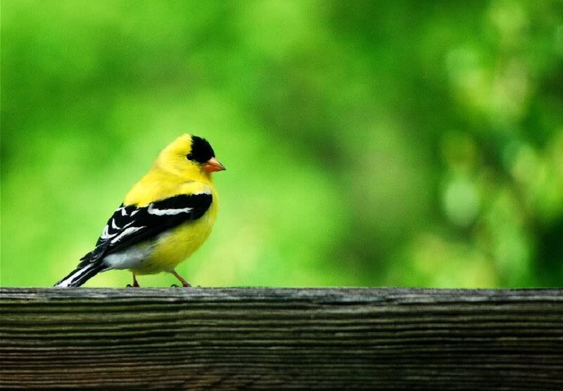 Yellow Bird on Wood