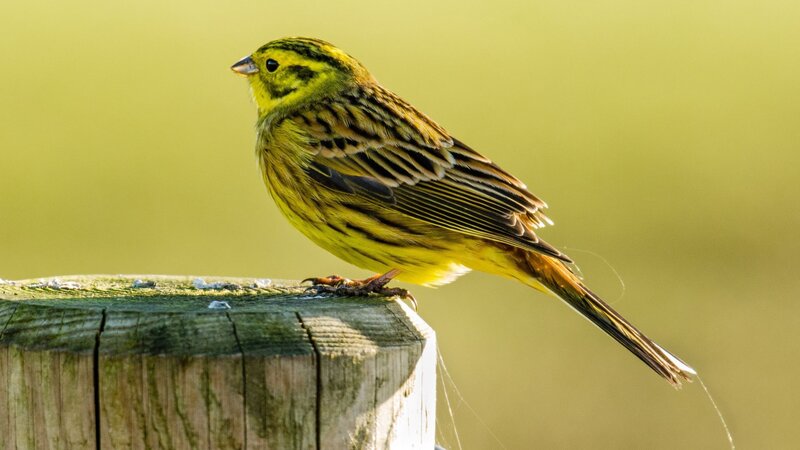 yellow bird on wooden post