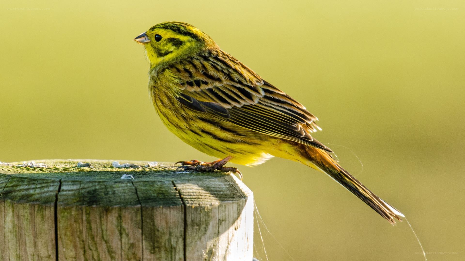 yellow bird on wooden post