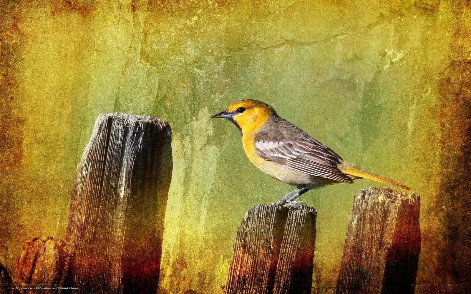 Yellow bird on wooden post