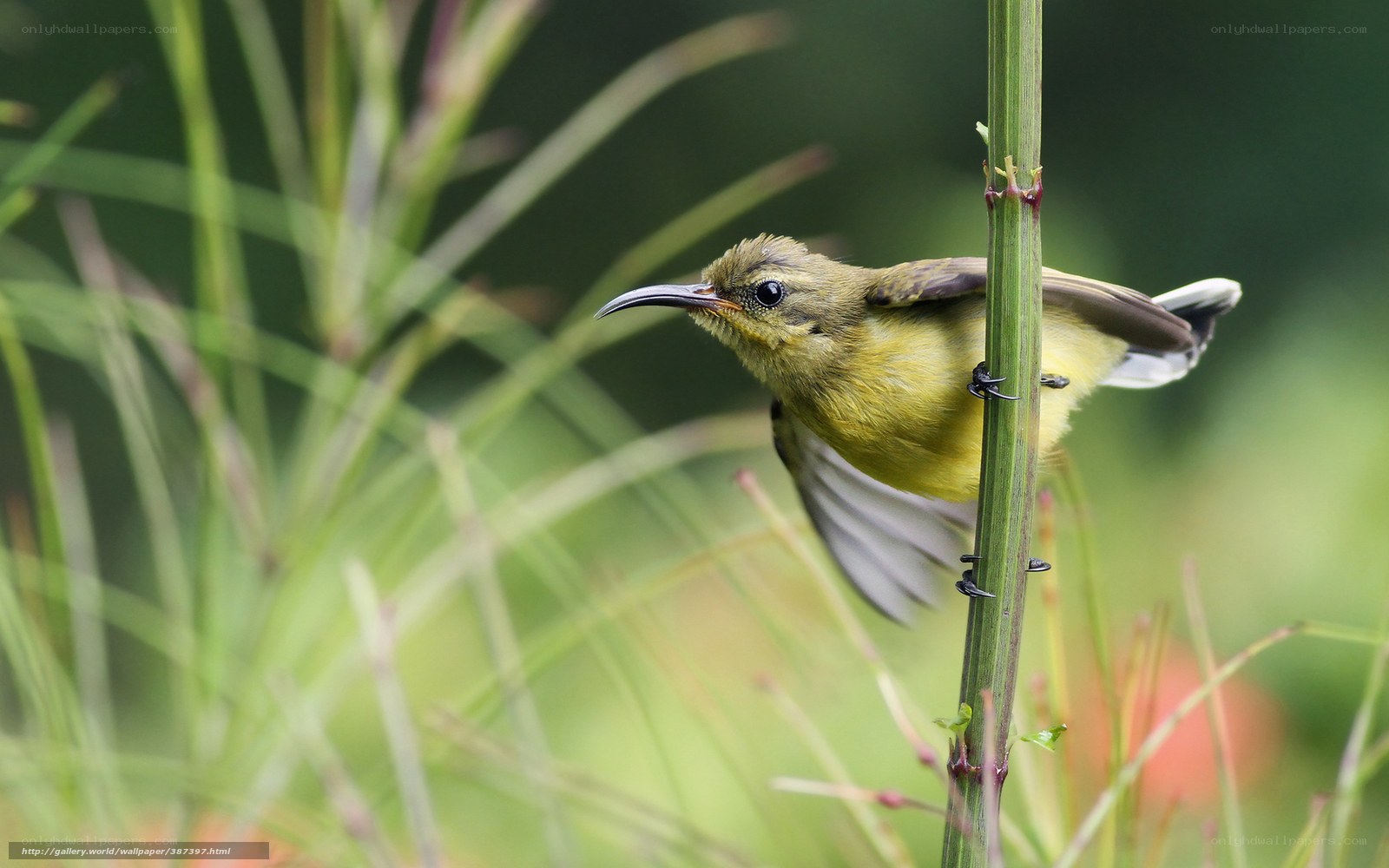 Yellow bird perched on a stem