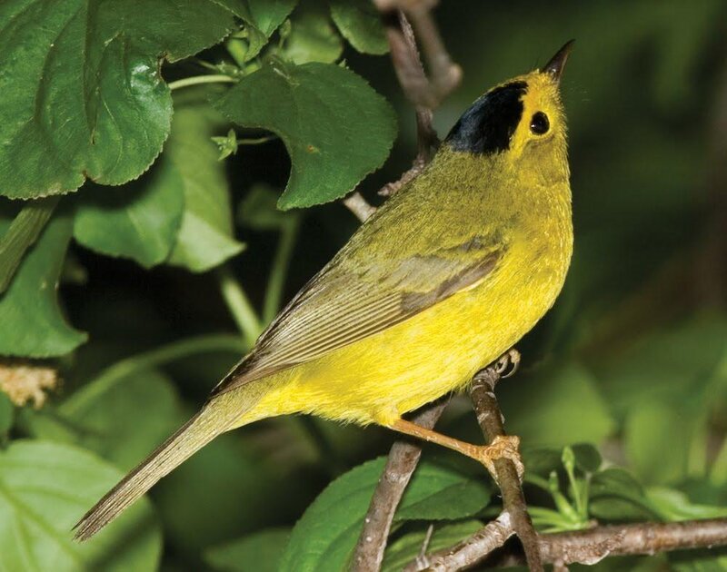 Yellow bird with black cap