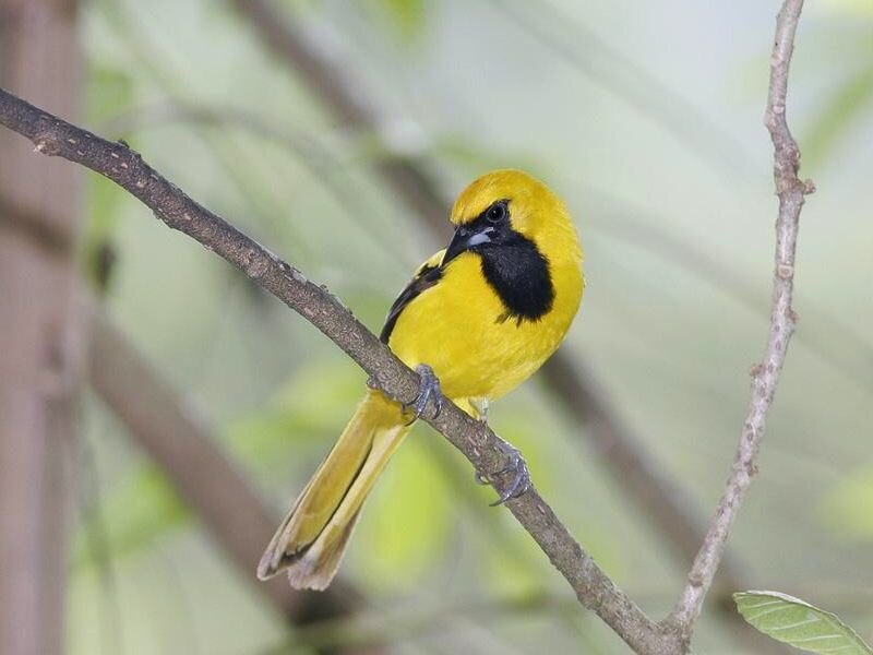 Yellow Bird with Black Face