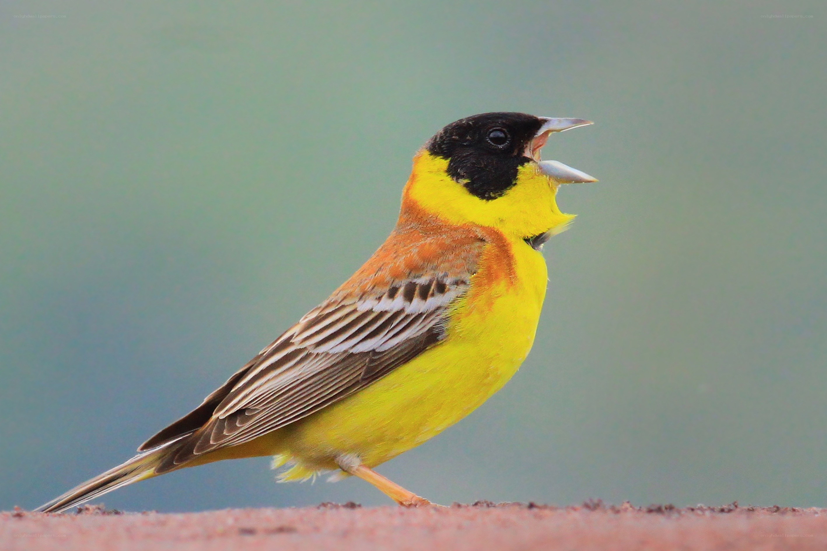 yellow bird with black head