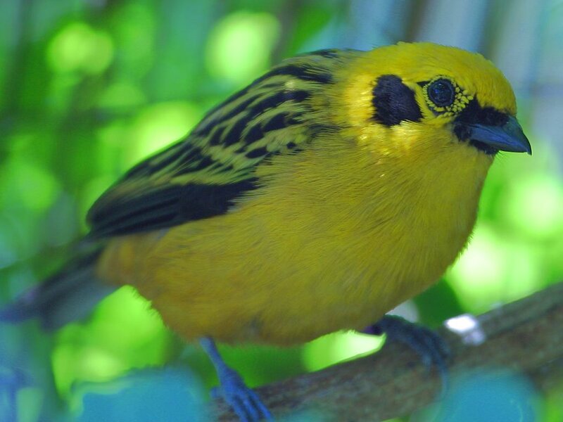 Yellow Bird with Black Markings — Natural