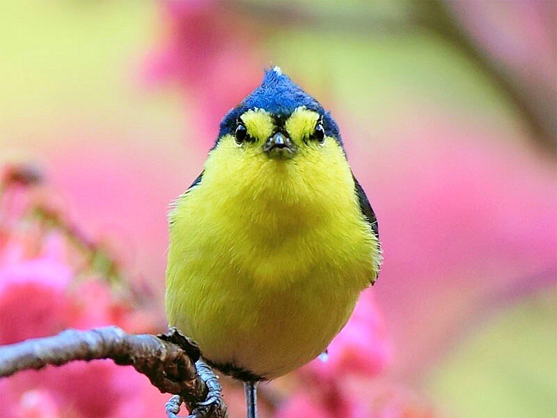 yellow bird with blue cap