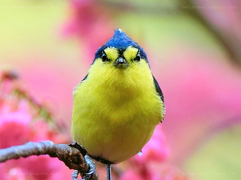 yellow bird with blue cap