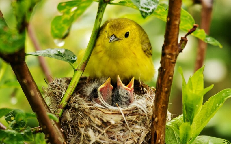 Yellow Bird with Chicks