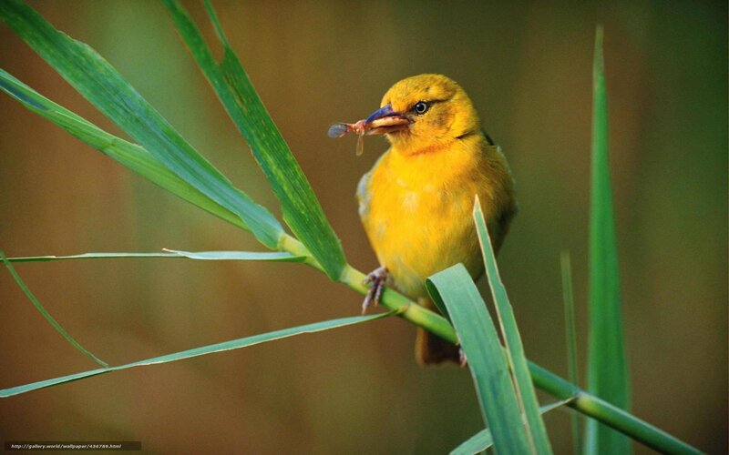Yellow bird with insect