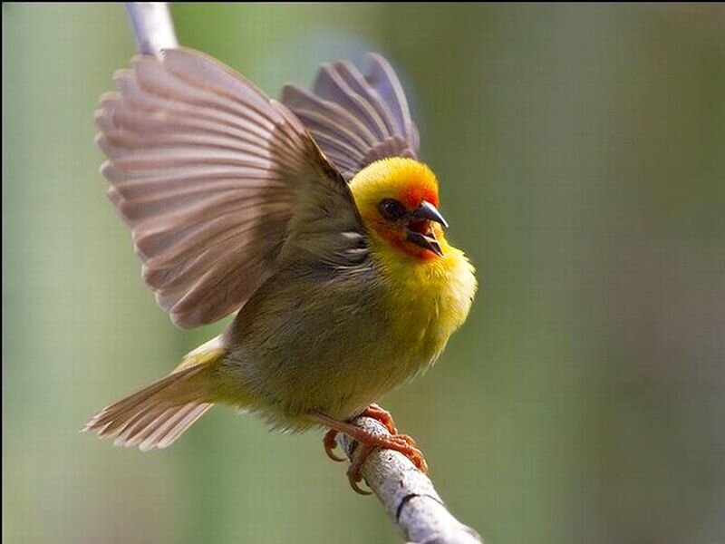 Yellow Bird with Red Face
