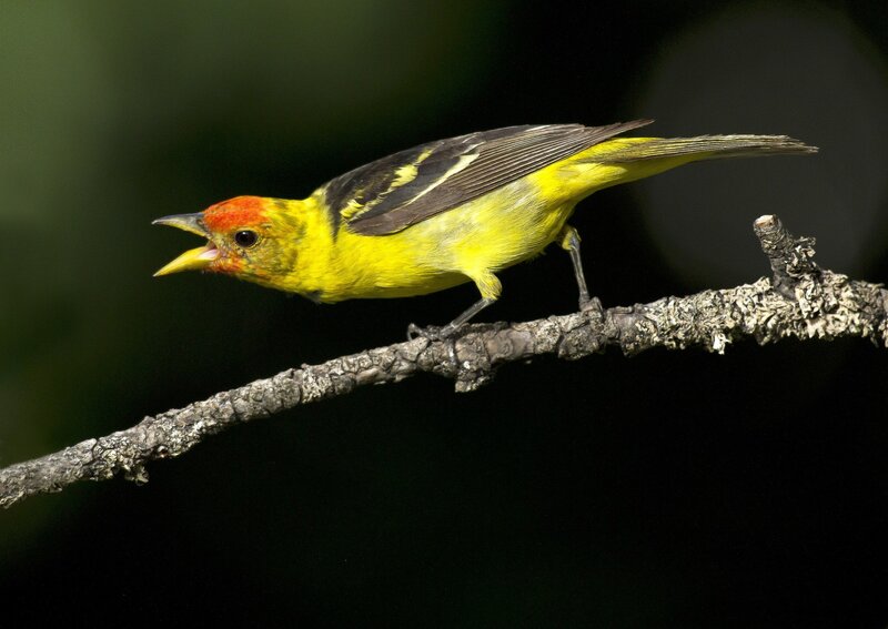 Yellow Bird with Red Head