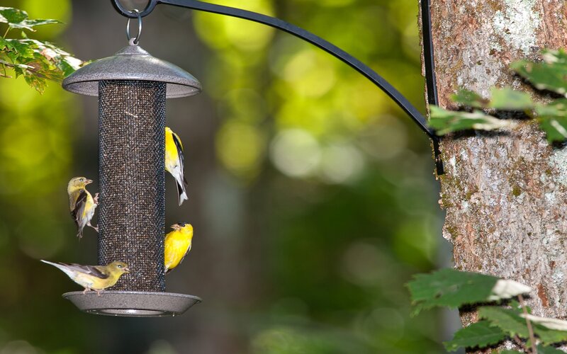 Yellow Birds at Feeder