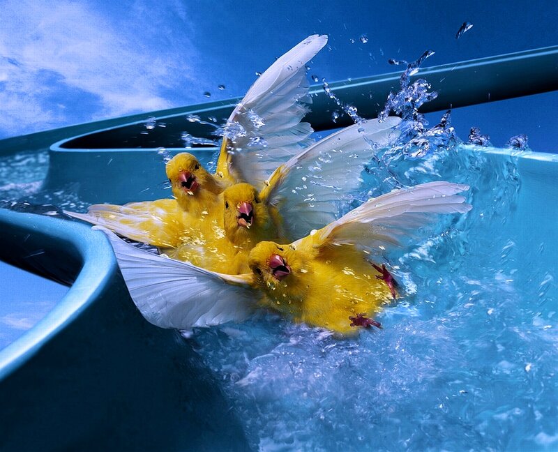 Yellow Birds Bathing