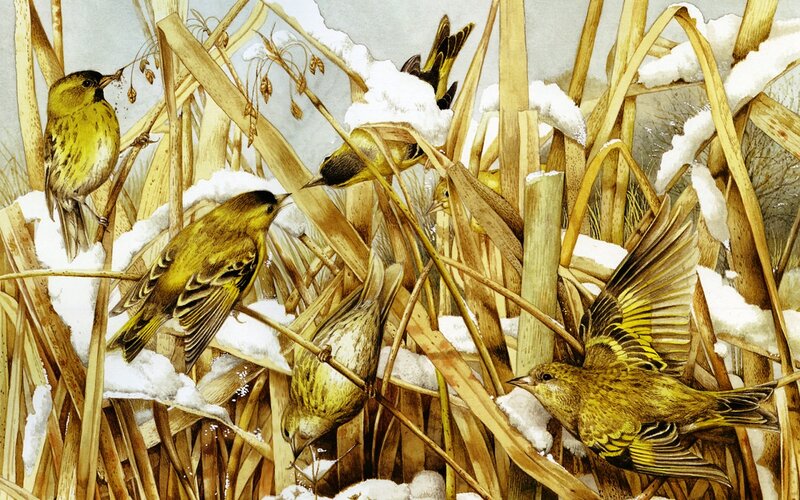 Yellow Birds in Reeds