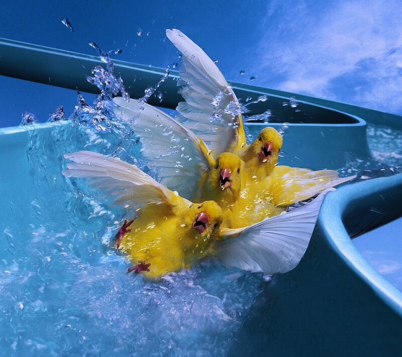 Yellow Birds in Water