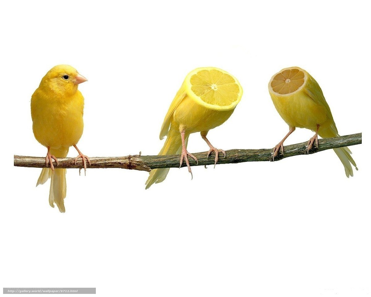 yellow birds on a branch