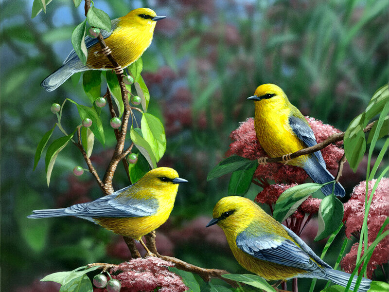 Yellow Birds on Branches
