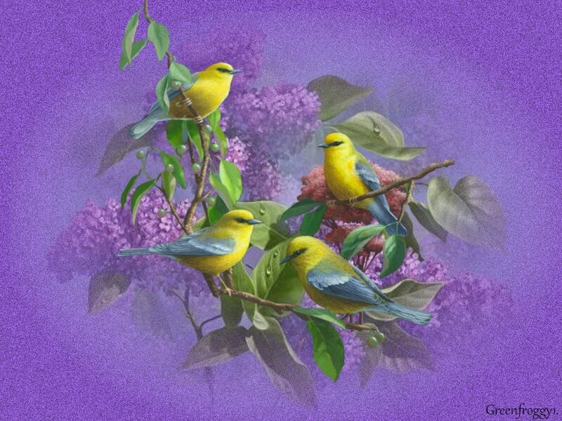 Yellow Birds on Lilac