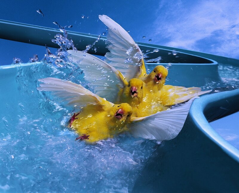 Yellow birds splashing in water