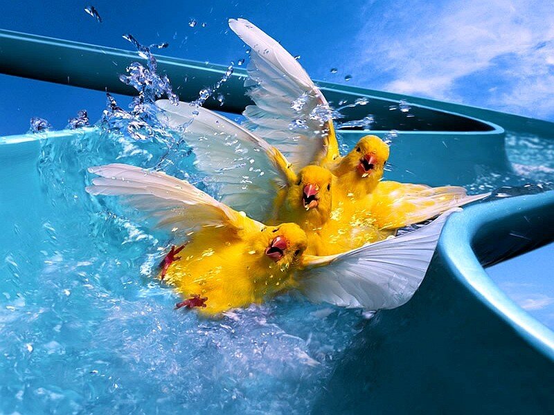 Yellow birds splashing in water