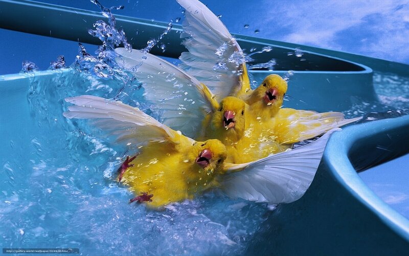 Yellow birds splashing in water
