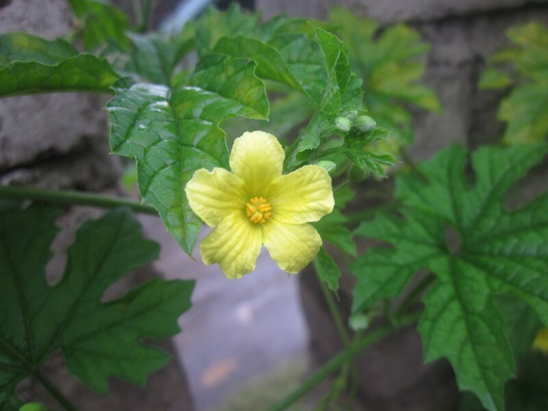 Yellow Bitter Melon Flower