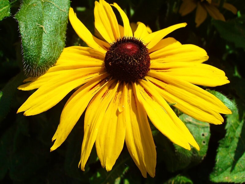 Yellow Black-eyed Susan — Bright, Afternoon, Photograph, Flower
