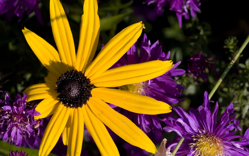 Yellow Black-eyed Susan — Bright, Afternoon, Photograph