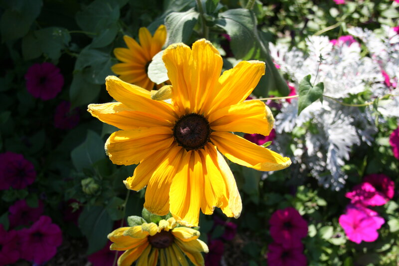 Yellow Black-eyed Susan — Bright, Afternoon