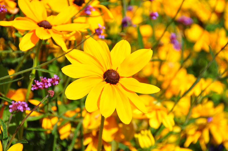 Yellow Black-eyed Susan — Bright