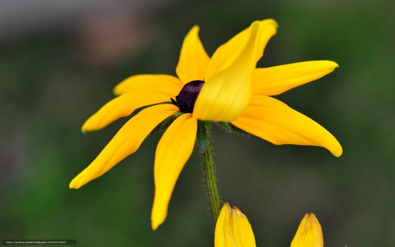 Yellow Black-eyed Susan — Calm, Photograph