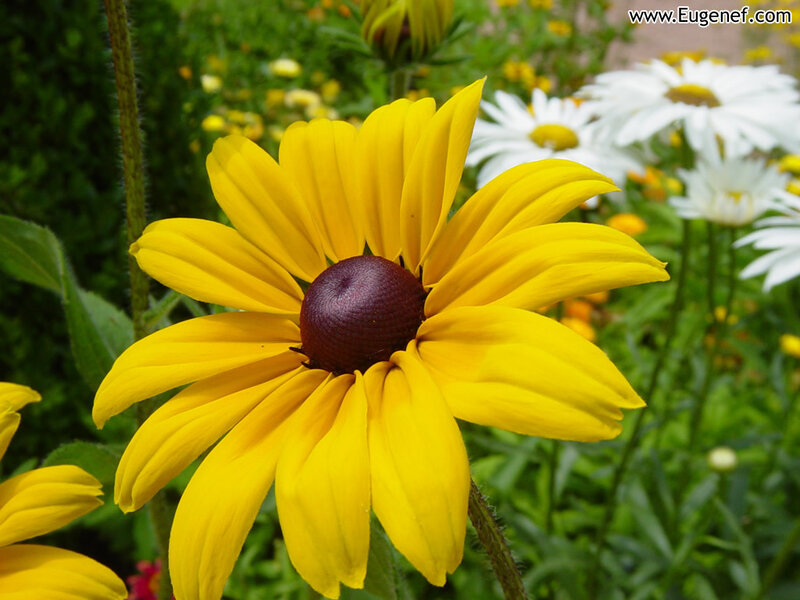 Yellow Black-eyed Susan — Calm, Summer, Photograph, White Daisies