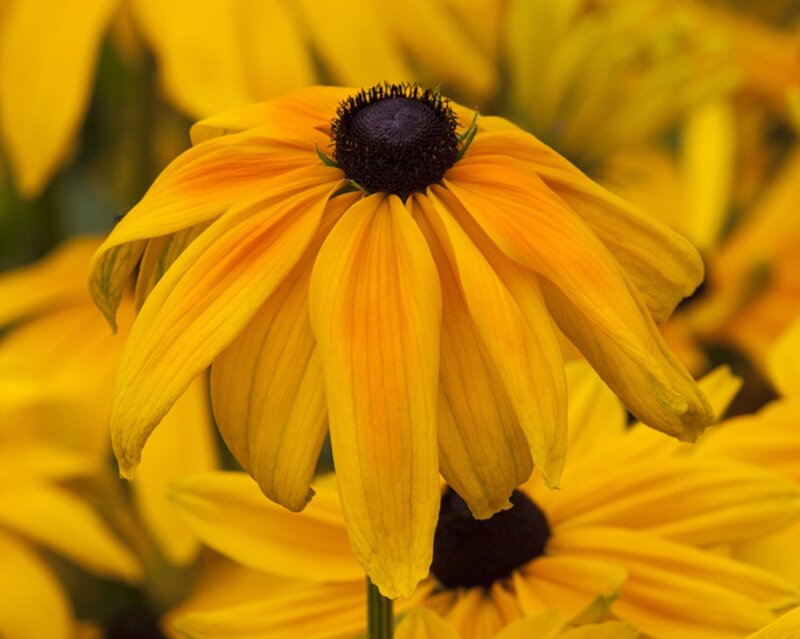 Yellow Black-eyed Susan — Calm, Summer