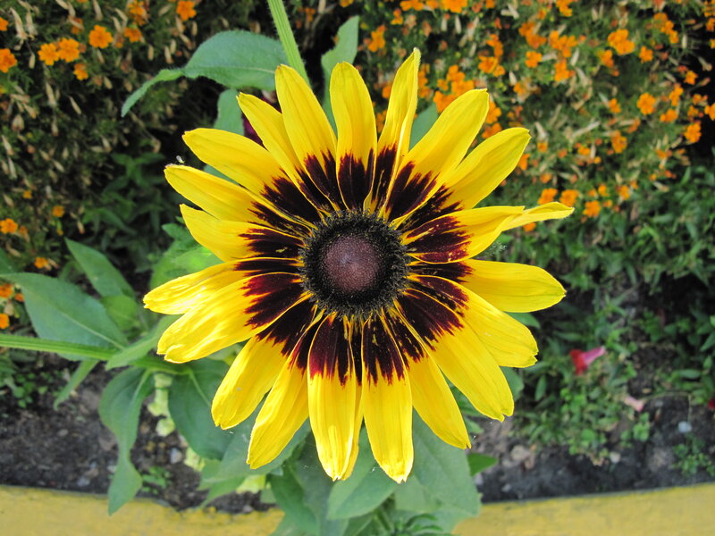 Yellow Black-eyed Susan — Calm