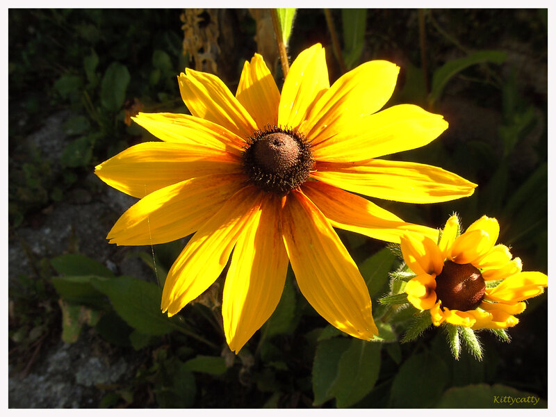 Yellow Black-eyed Susan — Dramatic