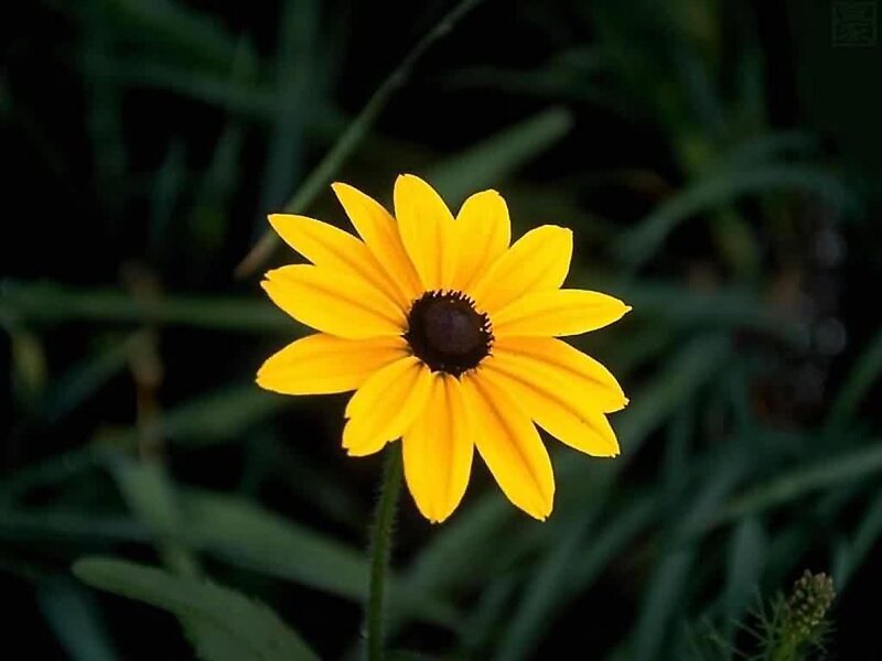 Yellow Black-eyed Susan Flower — Calm, Photograph