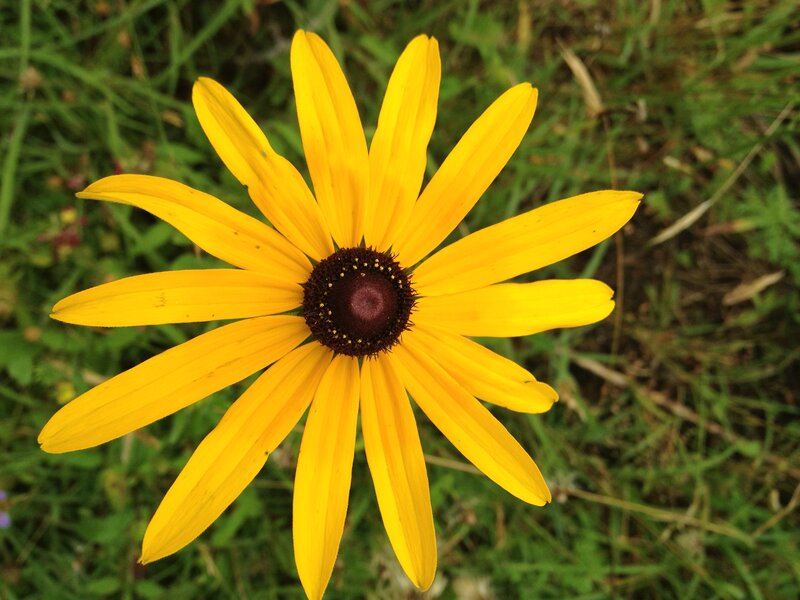 Yellow Black-eyed Susan Flower — Calm