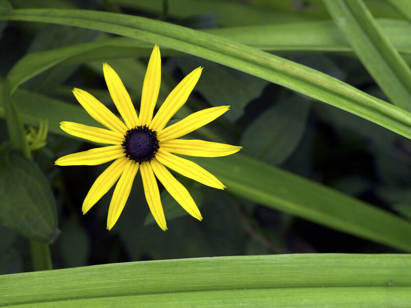 Yellow Black-eyed Susan Flower — Natural, Afternoon, Photograph, Green Leaves